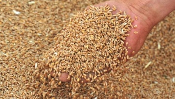 РФ ждет от Турции отмены ограничений на поставки зерна