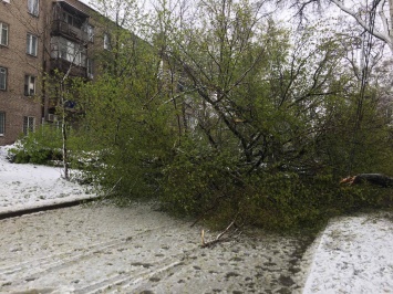 В Запорожье апокалипсис: под тяжестью снега падают деревья и обрывают провода