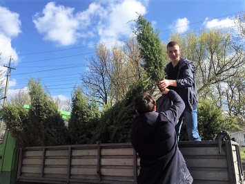 Туи, самшит, можжевеловая аллея - в Кривом Озере школьники с чиновниками и депутатами высадили более 400 деревьев