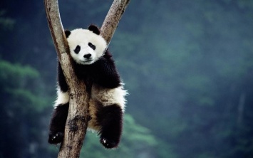 Ученые выяснили значение окраса панды