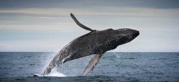 Ученые смогли увидеть Антарктику глазами кита