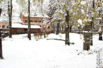 Из-за снегопада слоны в харьковском зоопарке отказались от прогулок (ФОТО)