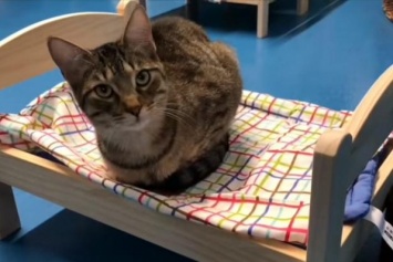 Бездомным котам в Канаде подарили мини-кровати (видео)