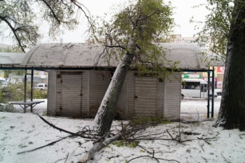 Древопад в Днепре: дерево упало на крышу остановки