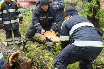 За сутки запорожские спасатели распилили и убрали больше сотни деревьев (Фото)