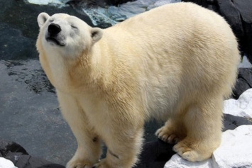 Белая медведица умерла в зоопарке от тоски по подруге