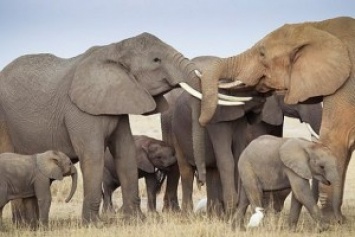 На Шри-Ланке слоны попали в ловушку - спасали с помощью экскаватора
