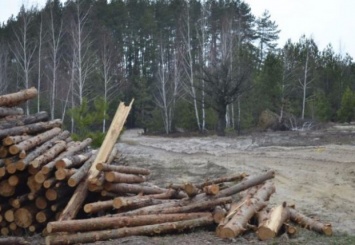 Сколько леса в Украине браконьеры уничтожили за последний год и почему никто из них не понес за это наказания