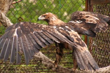 Одесский зоопарк: впервые в Украине в условиях искусственного содержания получена кладка орла