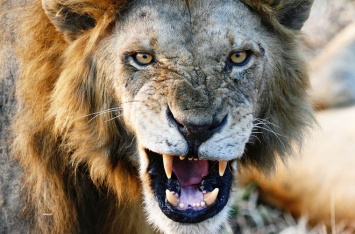 Ученые: Зубная боль превращает львов в людоедов