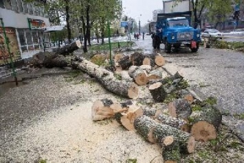 Не пропадать же добру: древесину упавших деревьев отдадут запорожцам