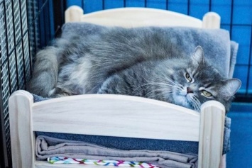Как дома: кошки нежатся на кукольных кроватях