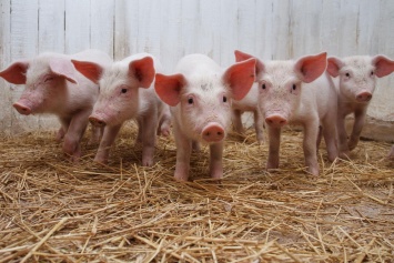 Под Оржицей в поле обнаружили трупы свиней (видео)