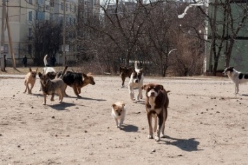 «Поймать, стерилизовать и отпустить» - в Покровске определились, как будут бороться с бездомными животными