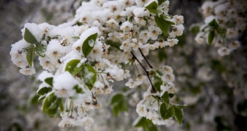 Запорожские заморозки отразятся на урожае