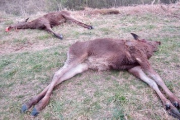 На Черниговщине браконьеры продолжают убивать лосей