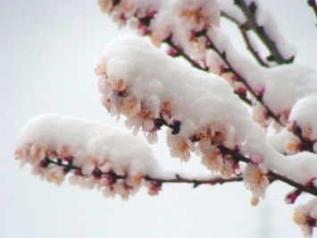 За заморозков возможные потери урожая плодово-ягодных деревьев - Адаменко