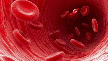 Ученые открыли новые типы клеток крови человека