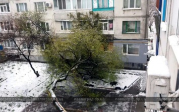 В Павлограде зафиксировано более 30 случаев падения деревьев на машины, провода, балконы