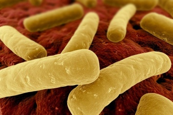 Ученые: Устойчивые бактерии распространяются через нашу пищу