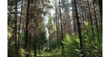 В лесу под Кемерово пропала семейная пара