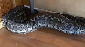 Огромная змея провалила потолок и попала в дом (фото)