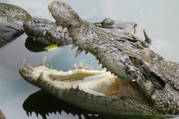Неудачная охота: в Зимбабве крокодилы съели опытного охотника