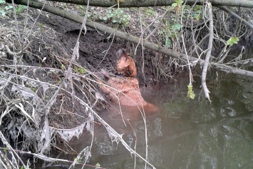 На Луганщине сотрудники МЧС спасли собаку, которая запуталась в водорослях в реке