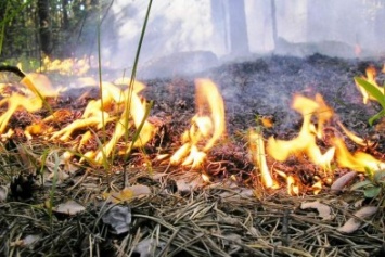 В лесах Херсонской области на пожарных вышках хотят установить камеры видеонаблюдения