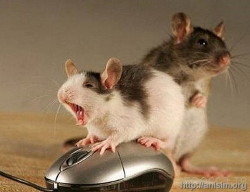 Ужас. В Сингапуре семья решила разводить мышей на продажу в обычной квартире. Процесс вышел из-под контроля