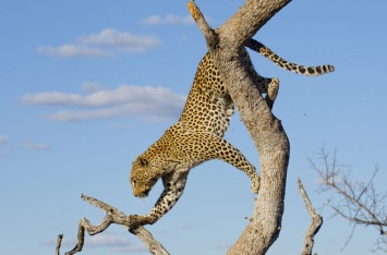 Ученые объяснили, почему леопарды предпочитают есть на дереве
