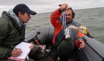 Китайские специалисты помогут российским коллегам в изучении арктических птиц на Ямале