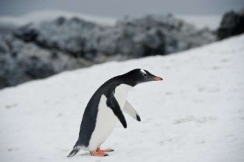 Ученые призвали защищать дикую природу Антарктики во Всемирный день пингвинов