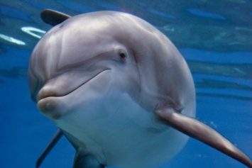 Ученые изучили секс дельфинов
