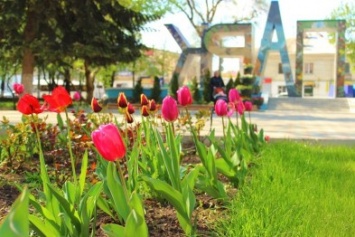 В Детском парке Симферополя массово зацвели тюльпаны
