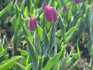 В запорожском парке украли и уничтожили сотни тюльпанов