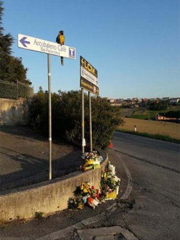 Попугай выразил соболезнования погибшему велогонщику