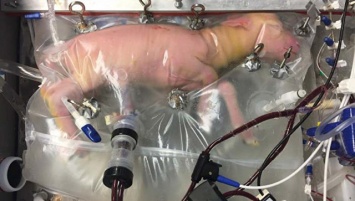 Биологи создали первый прототип "искусственной матки"