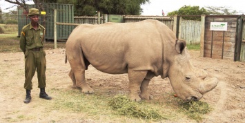 В сервисе знакомств появился вымирающий белый носорог