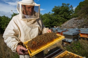 Крымские пчеловоды работают вне закона, - общественники