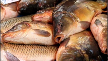 На рынках Днепропетровщины продают «опасную» рыбку: советы специалистов