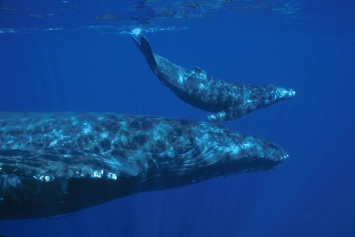 Шепот спасает горбатых китов от хищников