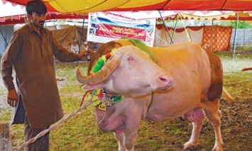 В Пакистане провели конкурс красоты для буйволов