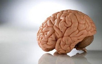Ученые: При строгой диете мозг поедает собственные клетки