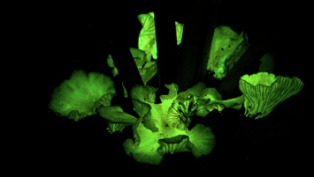Биологи из России научили грибы светиться всеми цветами радуги