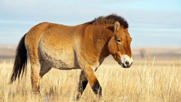 Генетики раскрыли секреты легендарных скифских лошадей