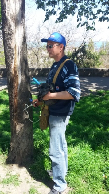 В Одессе более тысячи деревьев каштана получат прививку от минирующей моли