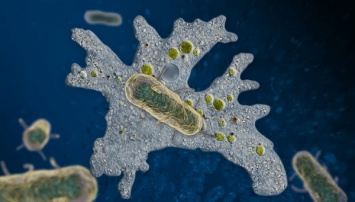 Биологи выяснили, почему чума до сих пор не исчезла