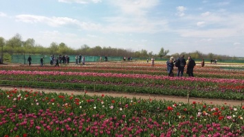 "Маленькая Голландия": под Черновцами зацвели тысячи тюльпанов. Завораживающие фото