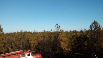 На Херсонщине спасатели ликвидировали лесной пожар